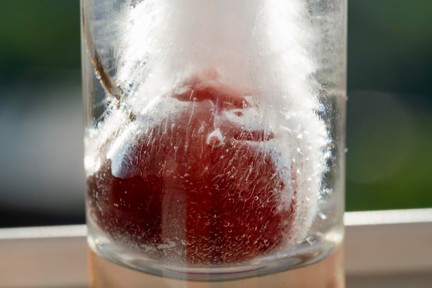 Cereza roja congelada en un trozo de hielo