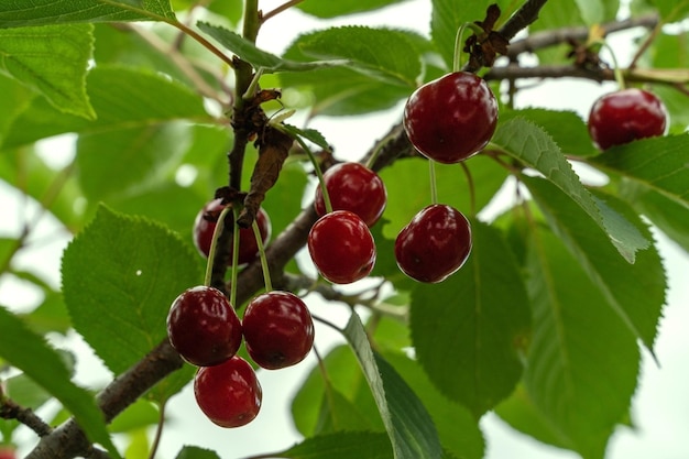 Cereza roja madura y follaje verde del árbol