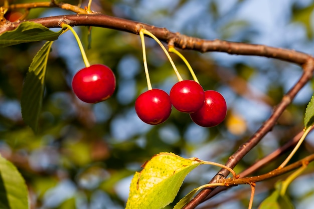 Cereza roja madura en las ramas de un árbol frutal de cerezo