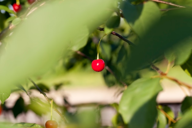 Cereza roja madura en las ramas de un árbol frutal de cerezo