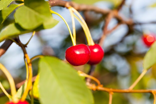 Cereza roja madura en las ramas de un árbol frutal de cerezo