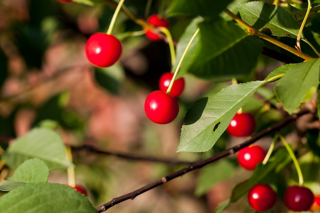 Cereza roja madura en las ramas de un árbol frutal de cerezo