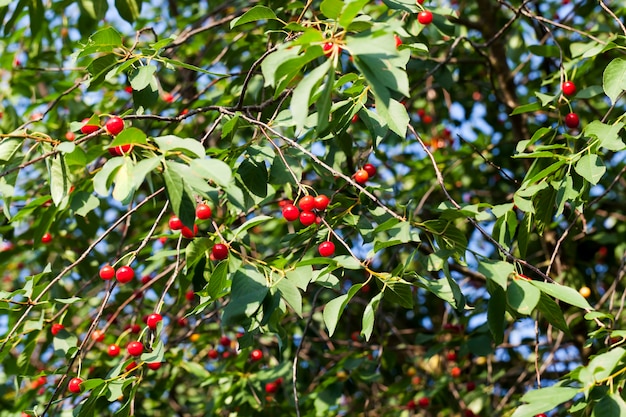 Cereza roja madura en las ramas de un árbol frutal de cerezo