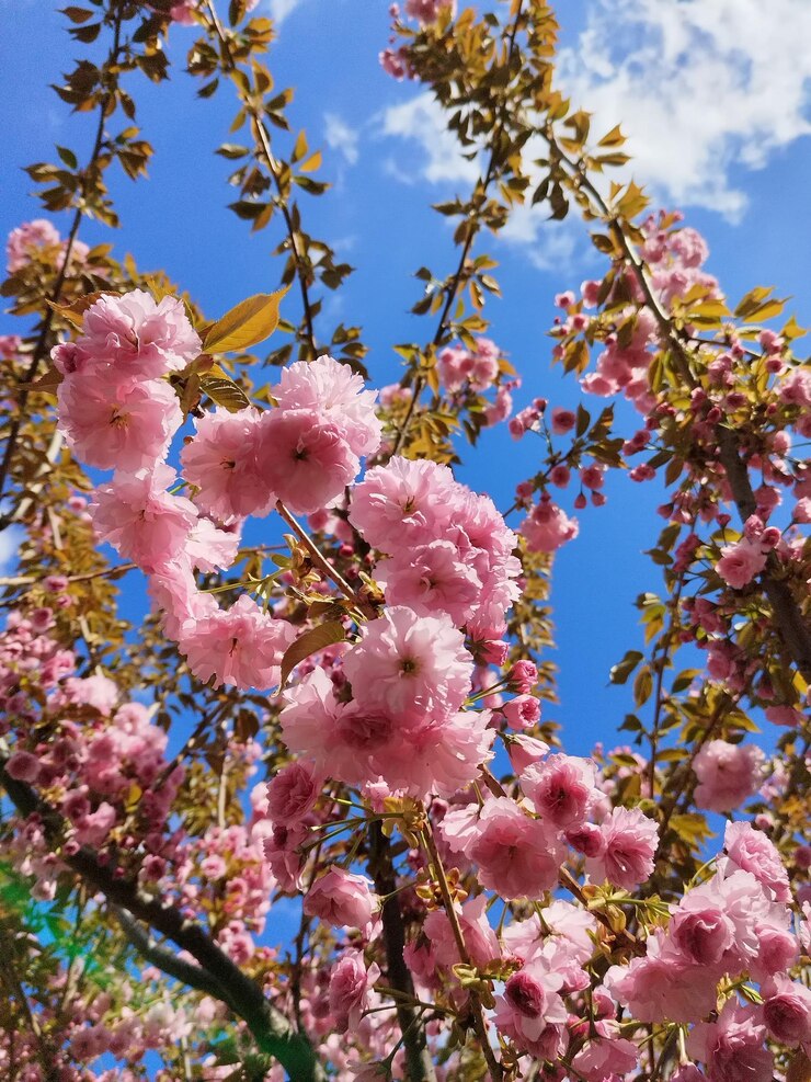 La cereza rosada de sakura en flor en la primavera