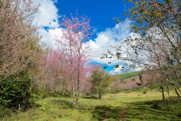 Foto cereza salvaje del himalaya