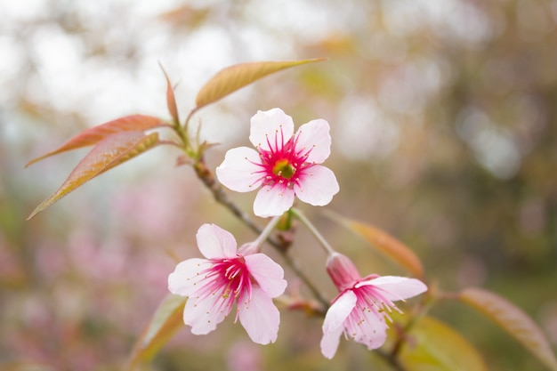 Cereza salvaje del Himalaya