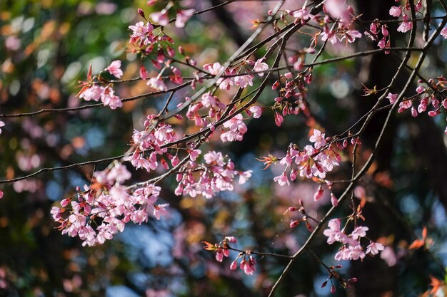 Cereza salvaje del Himalaya