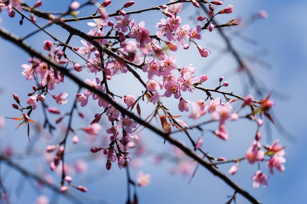 Cereza salvaje del Himalaya