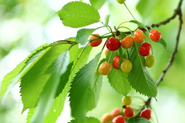 La cereza silvestre crece en un árbol