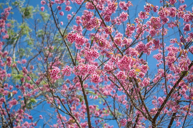 Cereza silvestre del Himalaya o cereza agria Prunus cerasoides con cielo azul Centro Real de Investigación Agrícola Khun Wang ubicado en la provincia de Chiang Mai