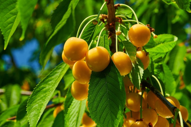 Cerezas amarillas maduras en el árbol