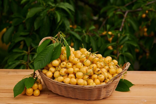 Cerezas amarillas maduras en una cesta de mimbre