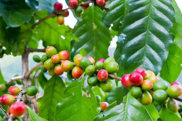 cerezas en el árbol