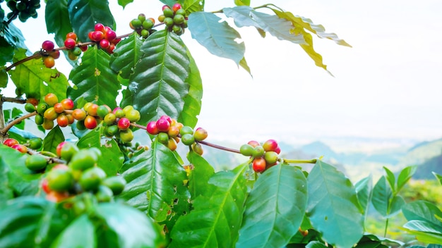 cerezas en el árbol