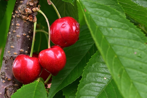 cerezas en el árbol