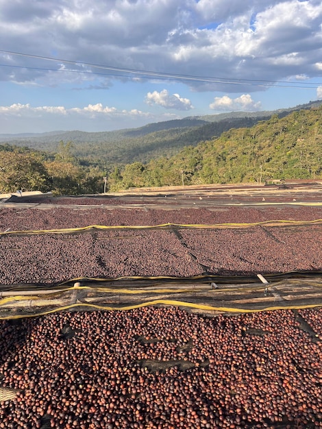 Las cerezas de café etíope se secan al sol en una estación de secado sobre camas de bambú elevadas Este proceso es el proceso natural Bona Zuria Sidama Etiopía África