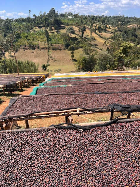 Las cerezas de café etíope se secan al sol en una estación de secado sobre camas de bambú elevadas Este proceso es el proceso natural Bona Zuria Sidama Etiopía África