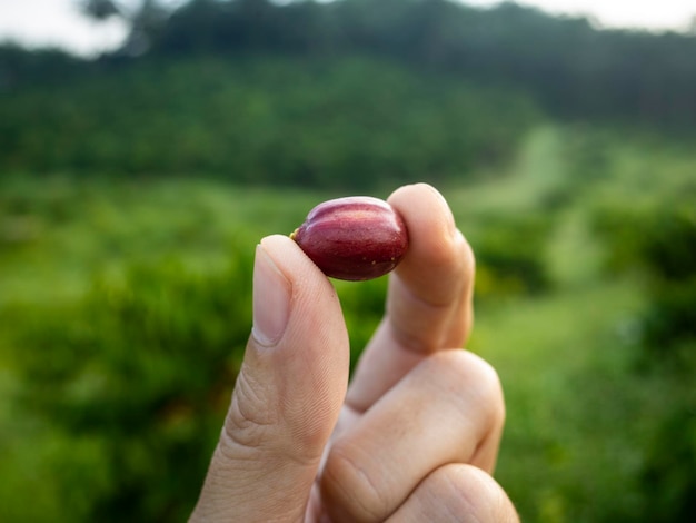 cerezas de café en la finca de café