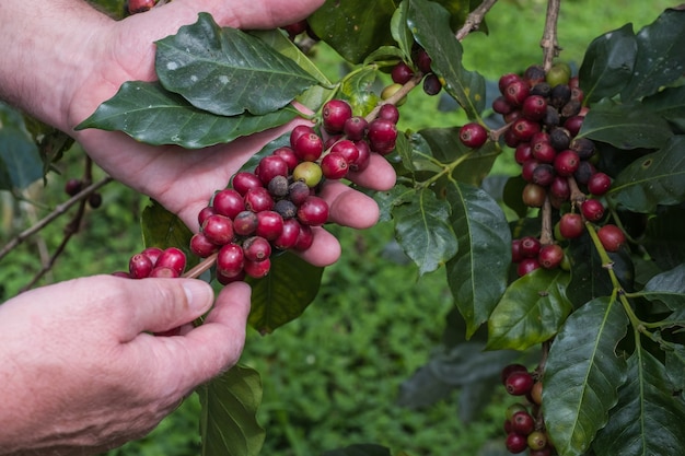 Cerezas de café (frijoles) madurando en una rama de árbol de café (portarretrato)