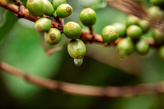 Cerezas de café. Granos de café en cafeto, rama de un cafeto con frutos maduros con rocío. Imagen conceptual.