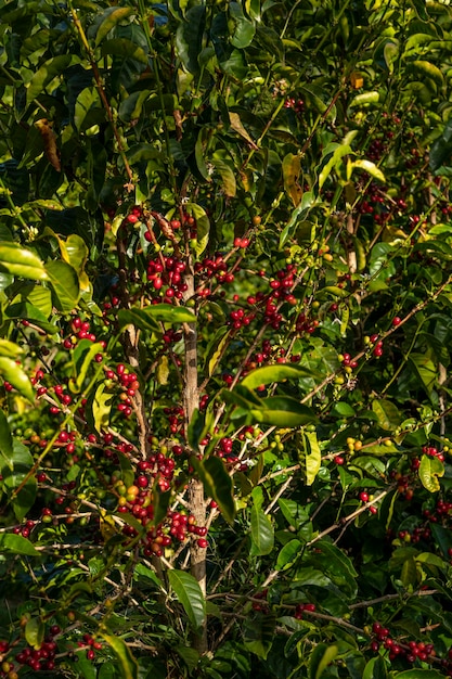 Las cerezas de café rojas crudas en la rama de un árbol en la plantación de café en Chiriquí Panamá América Central