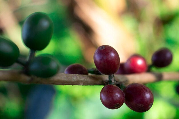 Las cerezas de café rojas frescas están listas para ser cosechadas