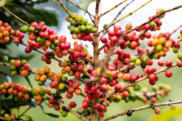 Cerezas de café rojo orgánico grano de café crudo en la plantación de árboles de café