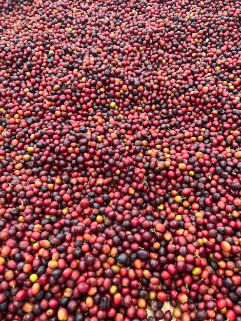 Las cerezas de café se secan en un jardín sobre una lámina de plástico al sol, este proceso se llama proceso natural, el café del jardín es una tradición etíope Bona Zuria Etiopía África