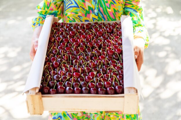 Cerezas en la caja de madera.