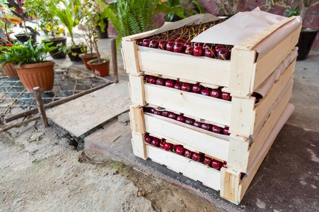 Cerezas en la caja de madera.