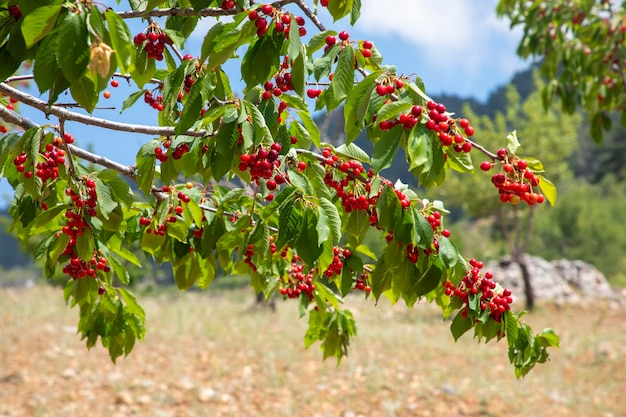 Cerezas colgando de una rama de cerezo Spil Mountain Manisa