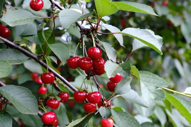 Cerezas colgando de una rama de cerezo.