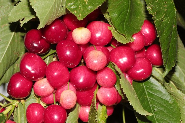 Cerezas colgando de una rama de cerezo