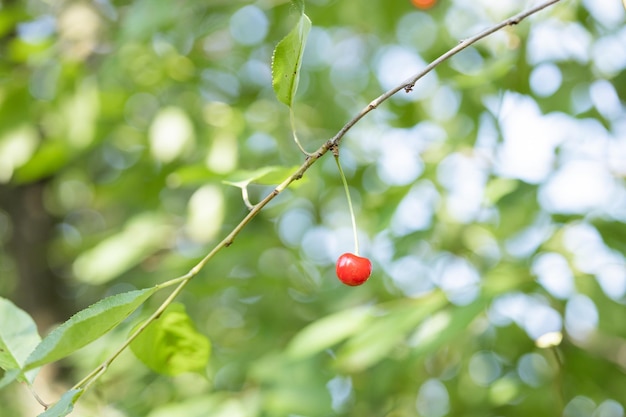 Cerezas colgando de una rama de cerezo