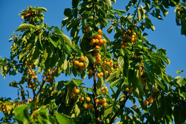 Cerezas en una cosecha de árboles de bayas maduras