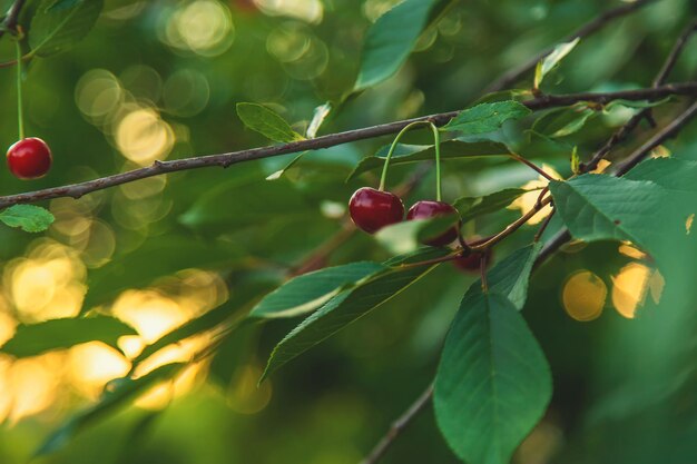 Las cerezas crecen en un árbol Enfoque selectivo