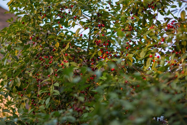 las cerezas crecen en una rama