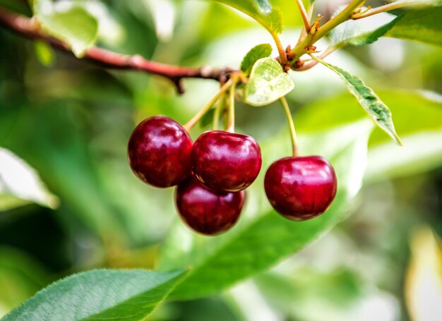 Cerezas dulces maduras en la ramita en huerto orgánico