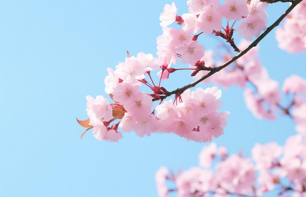 Las cerezas en flor en un día soleado de primavera