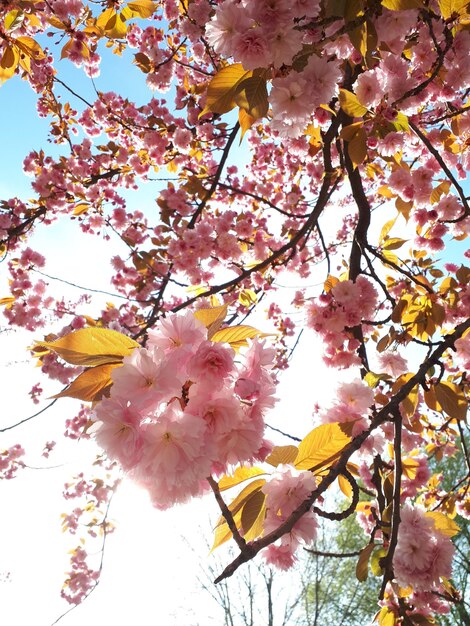 Foto las cerezas en flor en primavera