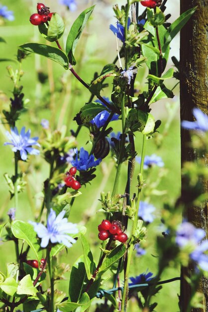 Foto cerezas y flores que crecen en el campo