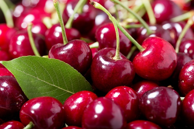 Cerezas frescas con hojas como procedencia