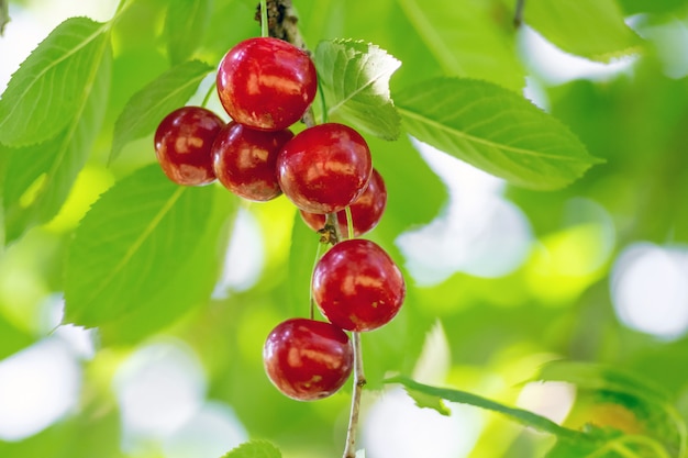 Cerezas de frutos rojos maduros entre las tiernas hojas verdes