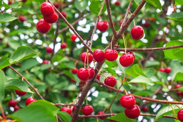 Cerezas maduras en árbol en huerto en verano.