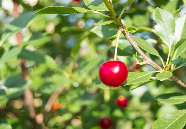 Cerezas maduras de bayas rojas en la rama closeup fondo borroso