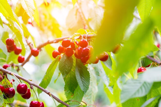Las cerezas maduras cuelgan de una rama de cerezo en primer plano Árbol frutal que crece en un huerto de cerezas orgánicas