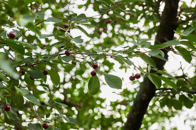 cerezas maduras en la rama de un árbol Las cerezas cuelgan de una rama de un cerezo