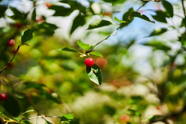 cerezas maduras en la rama de un árbol Las cerezas cuelgan de una rama de un cerezo