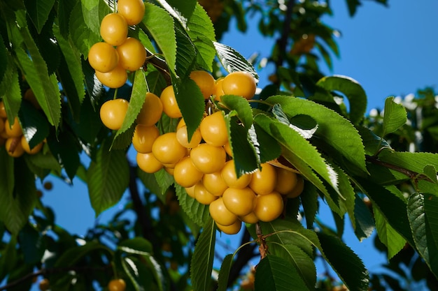 Cerezas maduras en la rama de un árbol con frutas primer plano