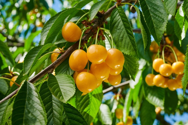 Cerezas maduras en la rama de un árbol con frutas primer plano